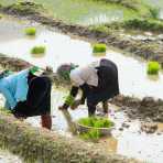 Black Tai women planting rice seedling, Lai Chau province. Viet Nam, Indochina, South East Asia.