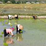 Black Tai women planting rice seedling, Lai Chau province. Viet Nam, Indochina, South East Asia.