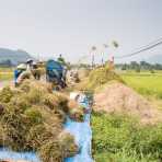 Threshing freshly harvested rice plants, Viet Nam, Indochina, South East Asia