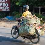 This man is delivering alive ducks to restaurants. Mekong delta, Viet Nam, Indochina,  South East Asia.