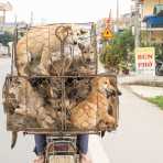Dogs, dogs and more dogs! A sad image, because they will be killed and cooked for food. Hanoi, Viet Nam, Indochina, South East Asia.