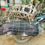 Transporting alive pigs on  motorbike. Viet Nam, Indochina, South East Asia.